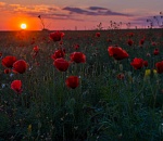 Записки астраханского натуралиста. Степных маков все меньше