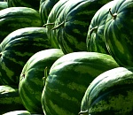 Астраханские селекционеры вывели арбузы с "блошками"