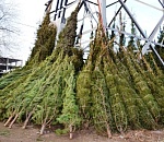 В Астрахани со следующей недели откроются 13 елочных базаров