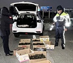 Астраханская полиция массово выпускает раков в водоемы