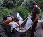 Из пересохшей астраханской речки спасли рыбу