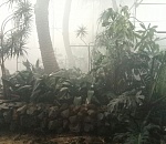 Уникальный ботанический сад XIX в. в Астрахани практически уничтожен     