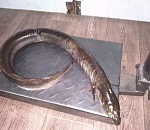 В Астраханской области поймали необычную рыбу