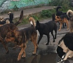 Жители Трусовского района Астрахани не могут найти спасения от своры собак  (ВИДЕО)