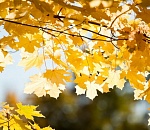 Завтра в Астрахани снова будет по-весеннему тепло