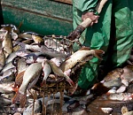 В Астраханской области вырастили 20 тысяч тонн рыбы