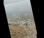 Под Астраханью засняли берег реки, усыпанный мертвой рыбой