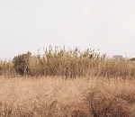 Мы календарь перевернём: 3 сентября в Астраханской области прогнозируют осадки