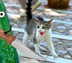 Огурцы пугают астраханцев