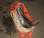 В Астрахани инспекторы ДПС изъяли 18 кг незаконно добытой осетрины