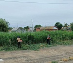 С начала года в Астрахани скосили камыш и сорняки на площади, равной трети Кировского района