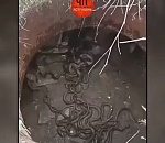 В Астраханской области засняли змеиные оргии