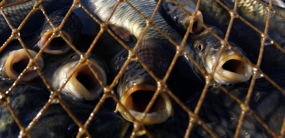 Астраханские рыбаки выловили тонну сазана, нарушив все возможные запреты