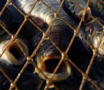 Астраханские рыбаки выловили тонну сазана, нарушив все возможные запреты