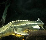 Астраханцы  выкидывают осетрину из окна