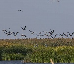 В Астраханском заповеднике - птичий грипп