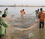 В Астраханской области началась осенняя путина