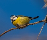 Записки астраханского натуралиста. Кто остался зимовать?