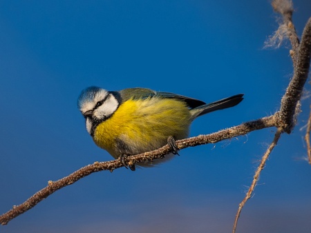 Записки астраханского натуралиста. Кто остался зимовать?