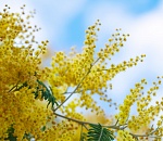 Погода подарит астраханкам тепло 8 Марта