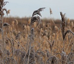 Ночью температура воздуха в Астраханской области опустится ниже ноля