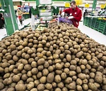 Битва за неурожай: в России стоимость картофеля доросла до исторического рекорда