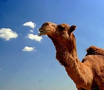 Ученые вывели устойчивого к сильным морозам и жаре верблюда "астраханского"