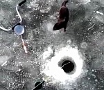 Астраханские рыбаки знакомятся с норкой (ВИДЕО)