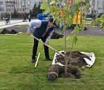 На Петровской набережной высадили более 200 деревьев