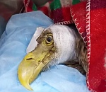 Волгоградские ветврачи рассказали о состоянии подстреленного в Астрахани орлана