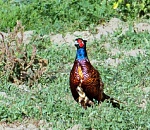 С понедельника в Астраханской области начнут выдачу разрешений на охоту полевой дичи и пушных зверей