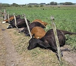 Не только птичий грипп, но и нодулярный дерматит 