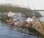 Сон маленьких лебедят: милейшая сцена попала в объектив фотоловушки Астраханского заповедника
