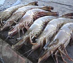 Комплекс по выращиванию креветок и тропических раков построят в Камызякском районе