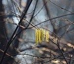 Аномального тепла не будет: синоптики изменили прогноз для Астрахани