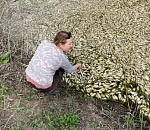 Под Астраханью обнаружили водоем, заполненный вместо воды мертвой рыбой 