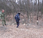 Задержана группа астраханских лесорубов