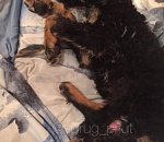 Астраханцы возмущены поведением водителя внедорожника, который переехал щенка 