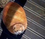 Поднимут ли астраханские производители цены на хлеб?