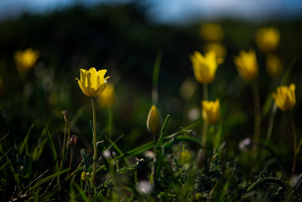 Астраханская степь заиграла красками