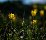 Астраханская степь заиграла красками