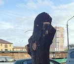 Кошмар на улице вязов. В Астрахани создана петиция против варварской опиловки деревьев