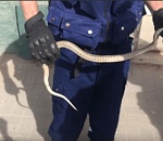 Тараканы, крысы и змеи атаковали астраханские магазины