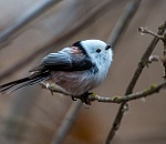 Записки астраханского натуралиста. Остаемся зимовать – решили перелетные птицы