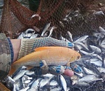 В Астрахани поймали уже вторую золотую рыбку