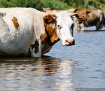 Рекордный паводок грозит оставить Астраханскую область без сена 