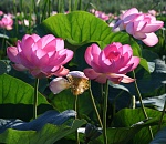 Красота среди нас: В Астраханской области зацвели лотосы