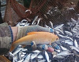 В Астрахани поймали уже вторую золотую рыбку