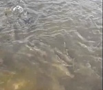 Столько воблы вы еще не видели. Астраханка засняла нерест рыбы