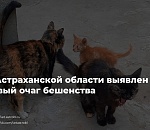 Два очага бешенства выявлены в один день в разных районах Астраханской области